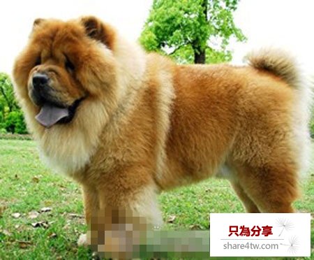 做夢夢到狗咬死貓
